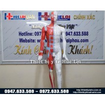 Mô hình huyệt vị - giải phẫu cơ thể người 178cm